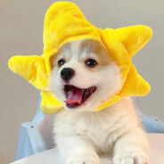 yellow-dog