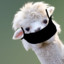 Alpaca