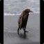 El_Pollo_Locooo