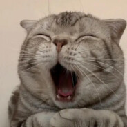 爱与不爱皆自由