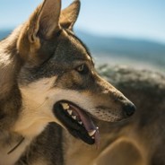 电脑玩家斯坦福