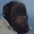 SAMUHARR avatar