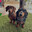 Thelma