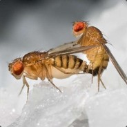 O Mosca