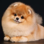 срувкустах