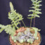 Ant Fern