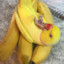 BananaBirb