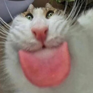 Some stupid ass looking cat