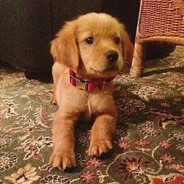 写给菲奥娜的情书