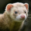 Ferret ABA