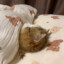 知秋