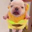 Pibble's avatar