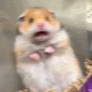 에임실종전문가