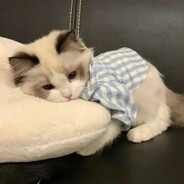 叽里咕噜硕什么呢