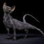 Sfinx &gt; oriental shorthair cat