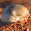GiantGoldenMole