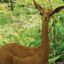 Gerenuk