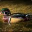 WillfulWoodDuck