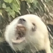 就让这大雨全部裸虾