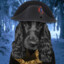 Napoléon paddy