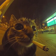 GatoLoco