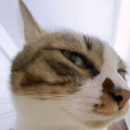 齐天大圣卢本伟