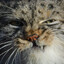 GrumpyPallas