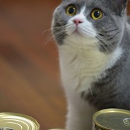 加泰罗尼亚武棋王