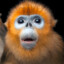 Snub-Nosed Monkey