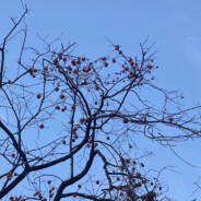 我与清风共明月