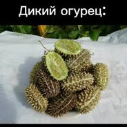 Дик и огурец