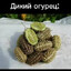 kiosuya