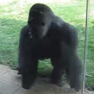 Spinning Gorilla