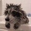 wet raccoon