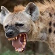 Hurtig Hyene