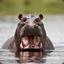 A Hostile Hippo