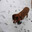 leems ridgeback