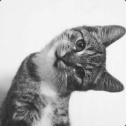 Gatoviejo =^,^= avatar