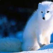 我听到了【招灾】的回响！