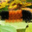 TheWoolyBear