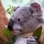 GrandKoala