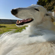 borzoi (real)