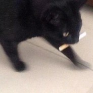 絶対に漏ら す老人vs絶対に漏らさせない介護士