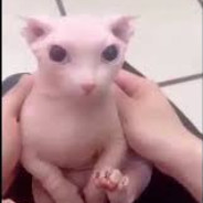 bingus