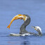 The Cormorant