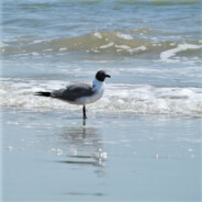 beach bird