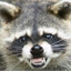 Rabid Raccoon