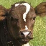 毛识死？毛你马识死！