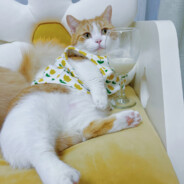 东方神猫大官人