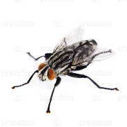 бляхень мухень